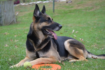 German Shepherd Dog laying in yard