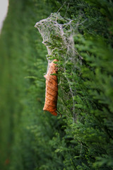 Verfangen in der freien Natur 