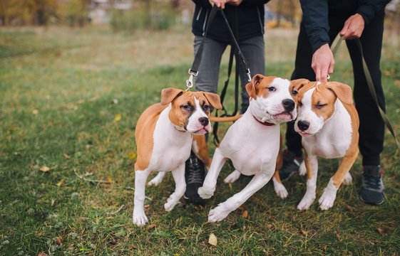 Three puppies of American Staffordshire terrier of white-brown color from one litter actively fun on a walk.