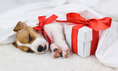 jack russel puppy with red bow