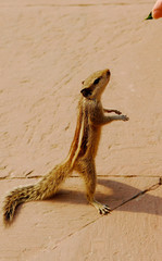 India Agra Taj Mahal squirrel