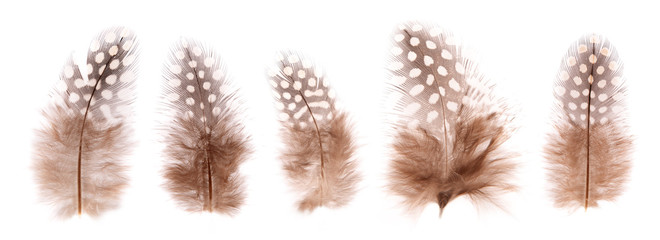 set of beautiful fragile little bird feathers isolated on white background