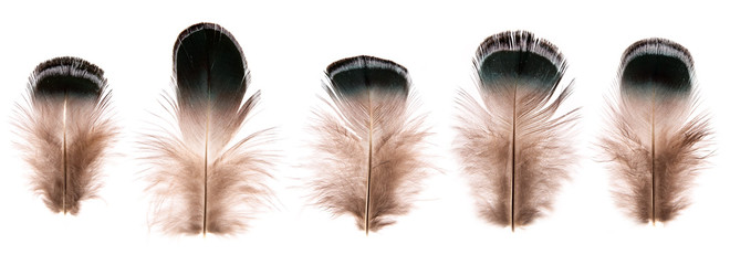 set of beautiful fragile little bird feathers isolated on white background