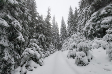 Fantastic winter landscape