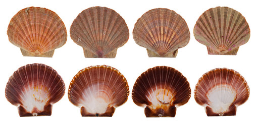 Set of red and pink scallop shells isolated on white background