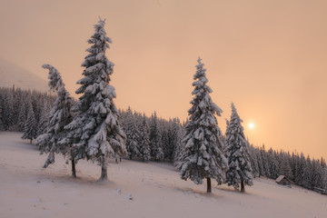 Dramatic wintry scene with snowy trees.
