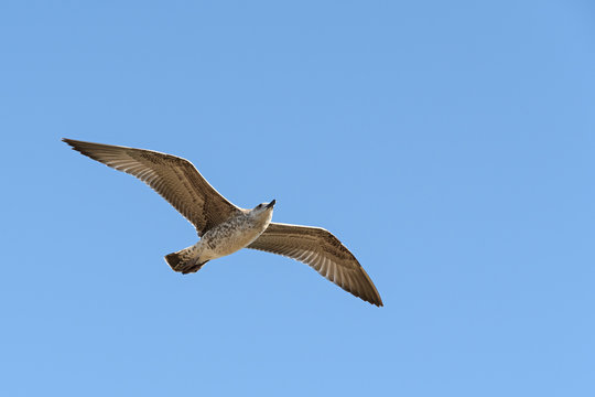 caspian gull in flight in the clear blue sky Larus cachinnans closeup