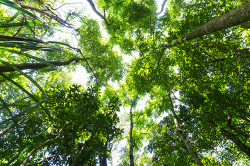 Fototapeta premium Dark rain forest