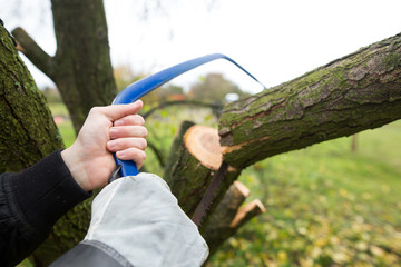 Man hands cutting an old tree on his huge garden by handsaw during autumn season, cracking branch (gardening concept)