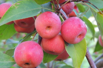 маленькие красные яблоки на ветке дерева в саду
