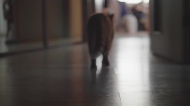 Red british cat walks away from camera. defocused view