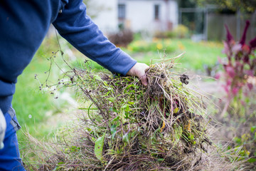 Man hands clearing his garden of an old grass and vegetable after season, weeding (gardening...