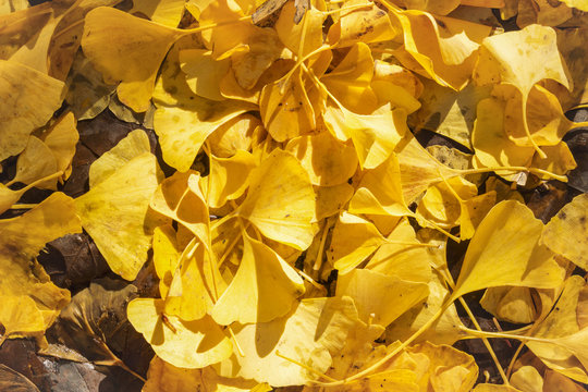 Ginko Biloba with yellow leaves