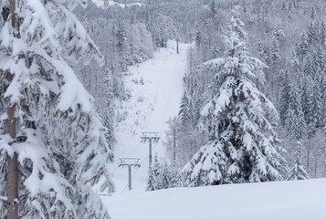 Pine tree forest on winter