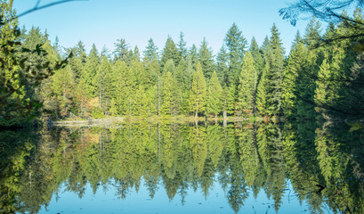 Fototapeta na wymiar Tree and Reflection (Mundy Park Lake) - Vancouver, BC