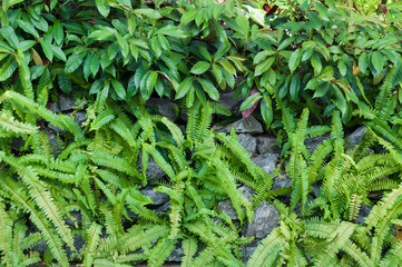 Ferns leaves green plant and stone in the garden, Rocks and plants texture background for landscape design garden
