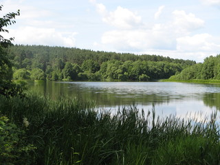 Lake among the forest