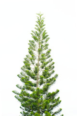 Fototapeta premium Big and green christmas tree isolated on white background with clipping path.