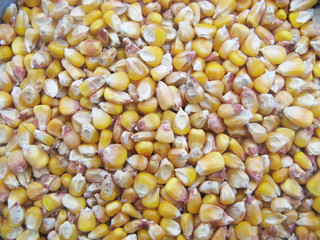 Corn feed