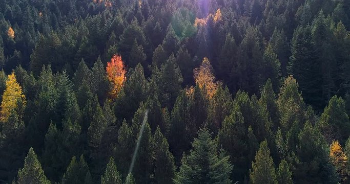 for&ecirc;t en automne