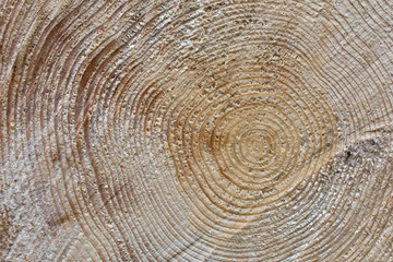 Naklejka premium Ringe im Holz - Baumstamm Querschnitt 