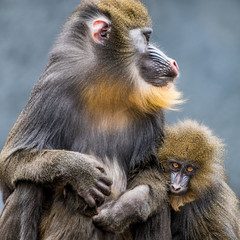 Mandrill Family III