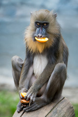 Mandrill VII