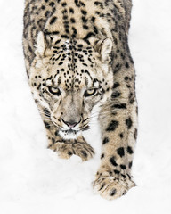 Fototapeta na wymiar Snow Leopard on the Prowl X