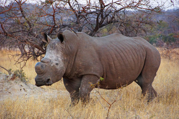 Obraz premium A rhino in the south african savanna
