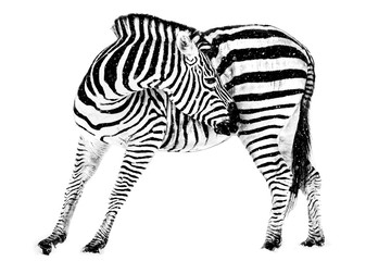 Fototapeta na wymiar Zebra in Snow VIII
