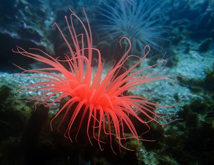 Bright Neon Colored Sea Worm Anemone in Pacific