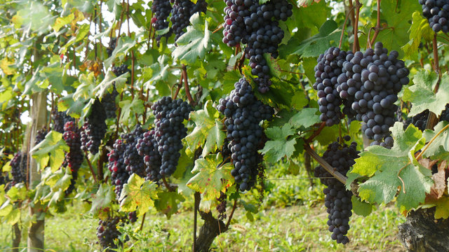 Uva per il vino Barbera nelle Langhe