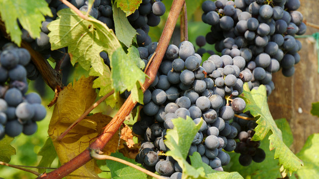 Uva per il vino Barbera nelle Langhe