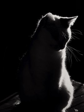 White cat silhouette clair-obscur