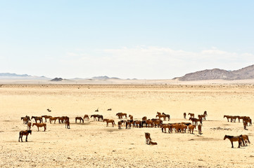 Fototapeta na wymiar Desert Horses of Garub......