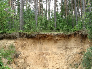 Ravine in the forest
