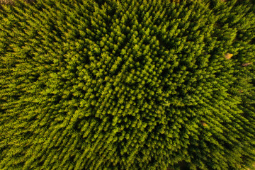 Green forest, view from above