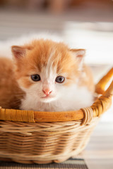 Fototapeta na wymiar small ginger kitten in the basket in home