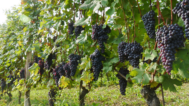 Uva per il vino Barbera nelle Langhe