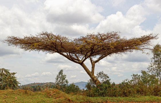 A tree with horizontal foliage at the edge of the slope. Burundi. East Africa
