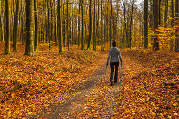 Woman walks on the forest path at sunny autumn day.  Tricity Landscape Park, Gdansk, Poland