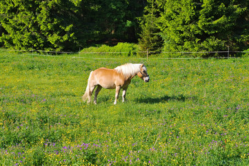 Haflinger Pferd auf der  Weide - Haflinger on green  meadows