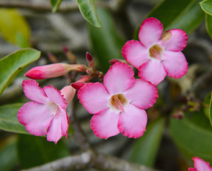 Fototapeta na wymiar Pink hibiscus flower on a green background