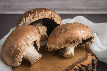 Fototapeta premium Forest picking mushrooms