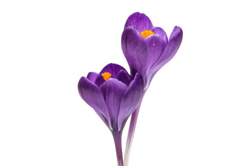 spring flower of lilac crocus
