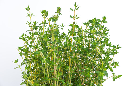 Fresh thyme herb grow.
