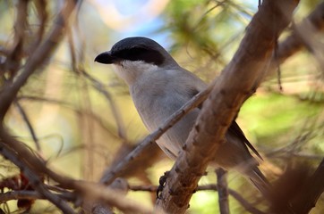 Young gray shrike perched on branch amidst the  bush