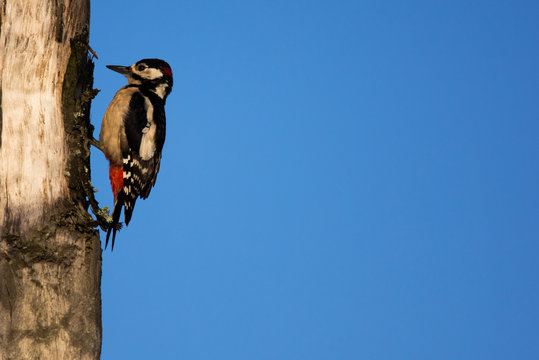 Picchio Rosso Maggiore