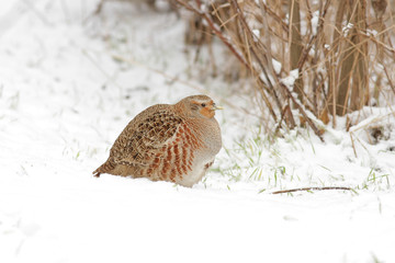 Серая куропатка.