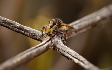 Robber fly hunting a small bee with its powerful stinger